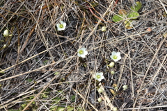 Gentianella grisebachii