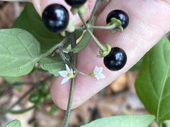 Solanum pseudogracile