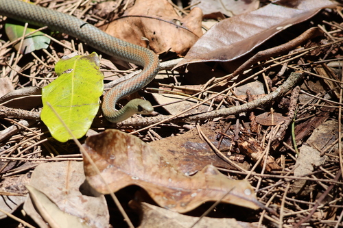 Yellow-faced Whipsnake sighting