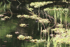 Tachybaptus dominicus