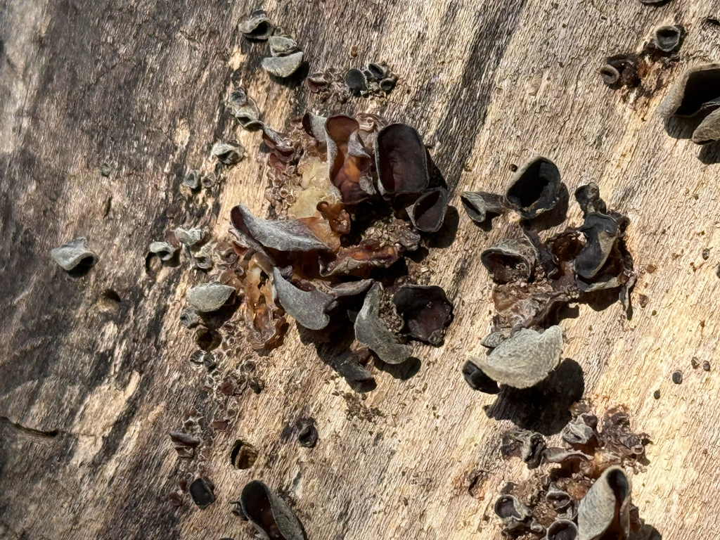 Auricularia polytricha · December 2025 · photo: © hirokiit (iNaturalist, cc-by)