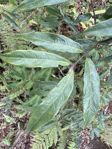 Lasianthus japonicus iNat (2)