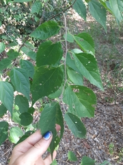 Celtis trinervia