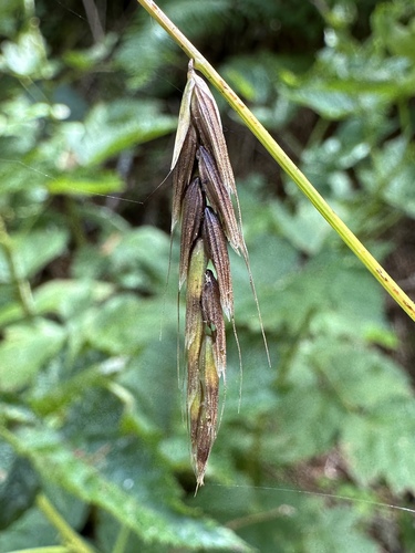 nodding semaphore grass (Pleuropogon refractus)