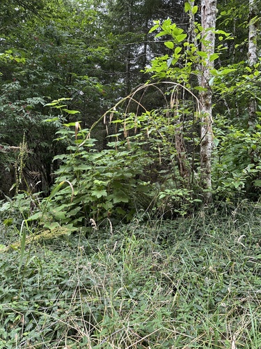 Bromus sitchensis, photograph 6