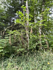 Bromus sitchensis