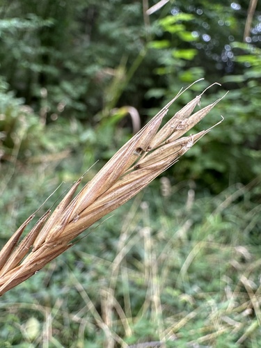 Bromus sitchensis, photograph 2