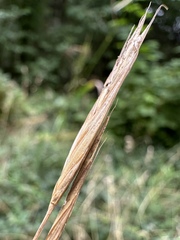 Bromus sitchensis, photograph (c) Matt Berger, some rights reserved (CC BY)