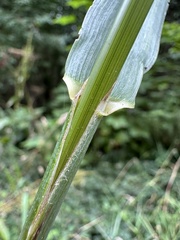 Bromus sitchensis, photograph (c) Matt Berger, some rights reserved (CC BY)