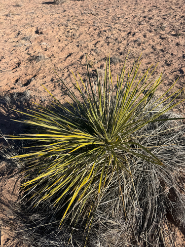 Narrowleaf Yucca