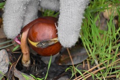 Aesculus californica