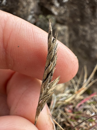 Sand Fescue (Festuca ammobia)