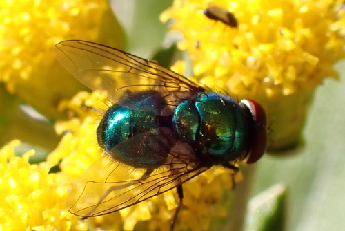 Unknown species found near West Arlington, Arlington, TX, USA