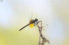Sympetrum speciosum