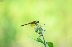 Sympetrum speciosum