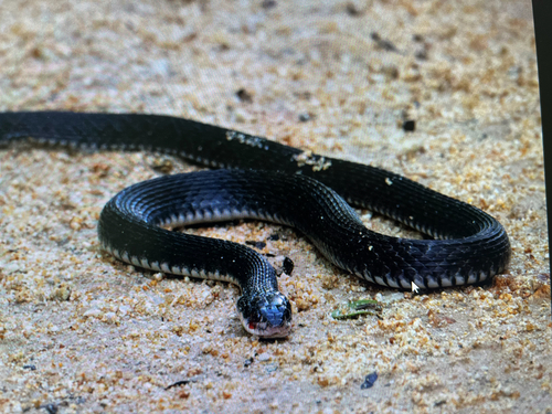 Common keelback sighting