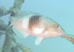 Notolabrus tetricus