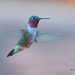 Broad-tailed Hummingbird - Photo (c) Chuck Roberts, some rights reserved (CC BY-NC-ND)