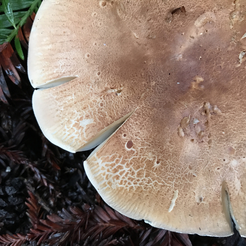 Bitter Brown Leucopax