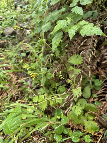 Bolander's Ragwort (Packera bolanderi)