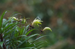 Siphocampylus lucidus