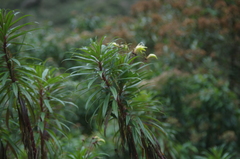 Siphocampylus lucidus