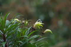 Siphocampylus lucidus