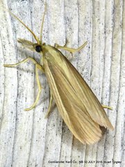 Peoria gematella
