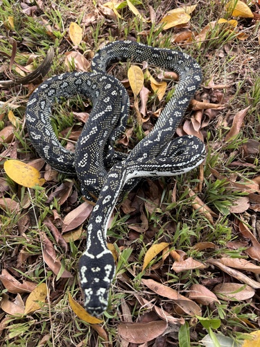 Diamond Python sighting