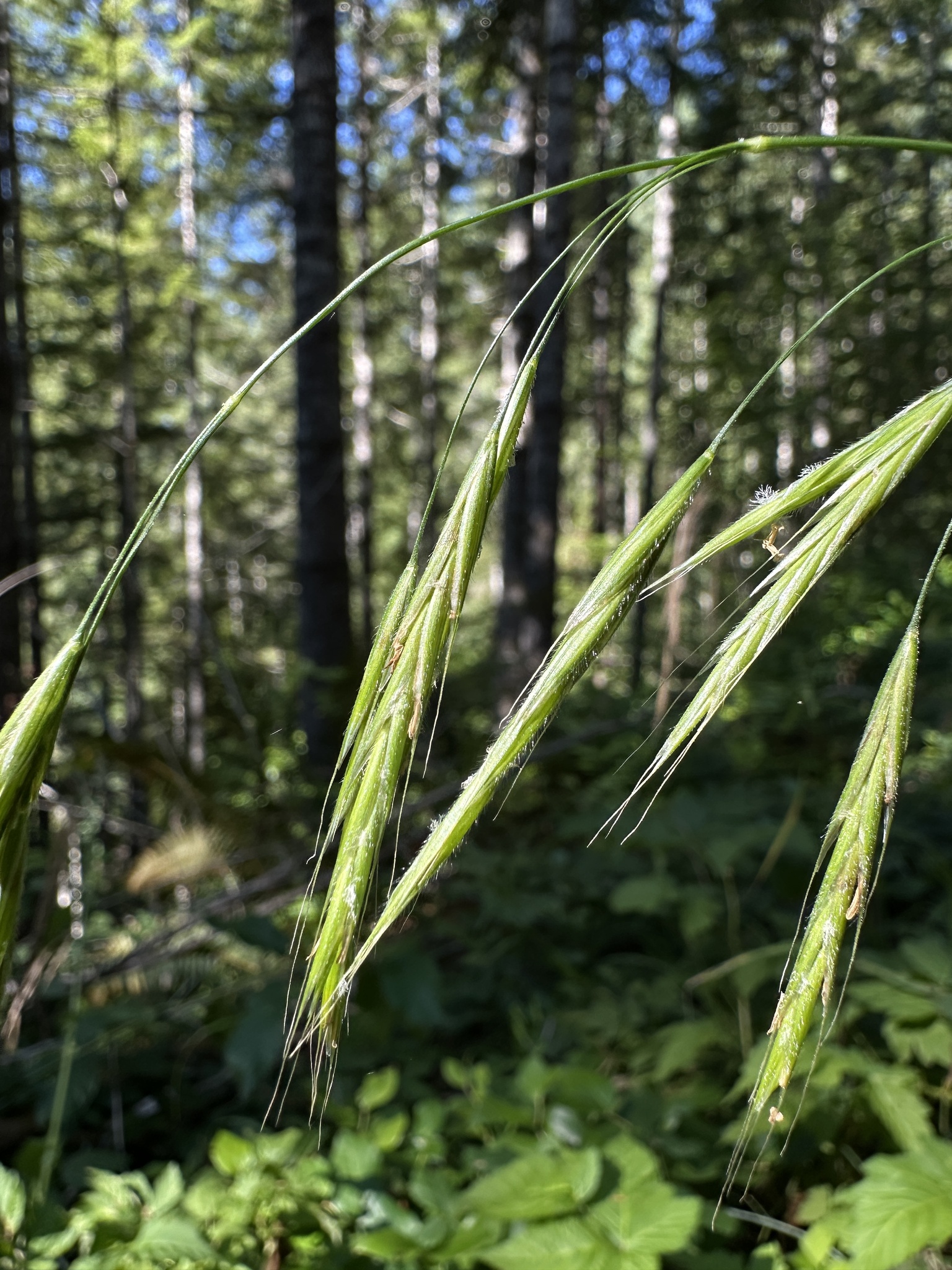 Columbia Brome (Bromus vulgaris)