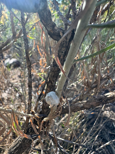 Unknown species found near Oakley, ID, US