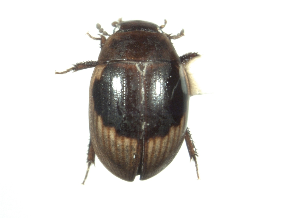 Cyloma
