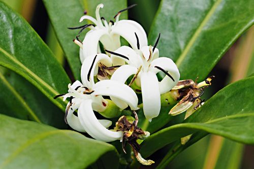 Coelospermum crassifolium observed 2025-12-11