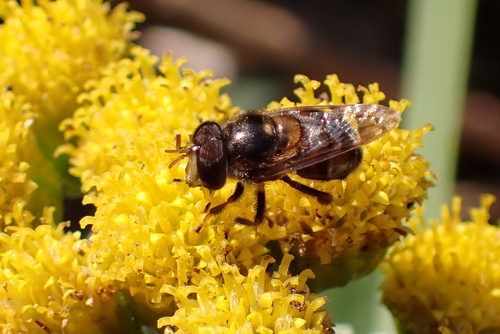 Unknown species found near West Arlington, Arlington, TX, USA