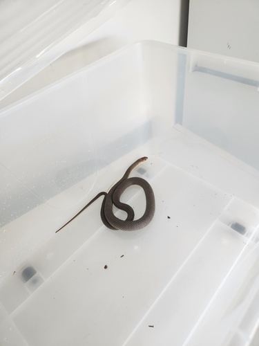 Eastern Brown Snake sighting