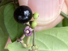 Solanum pseudogracile