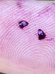 Solanum pseudogracile