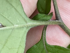 Solanum pseudogracile