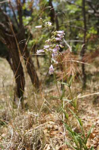 Lilac Penstemon (Penstemon gracilis)
