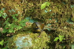 Liocichla steerii