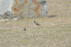 Spodiopsar cineraceus