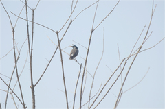 Spodiopsar cineraceus
