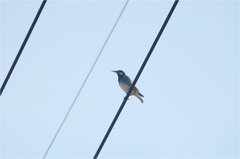 Spodiopsar cineraceus