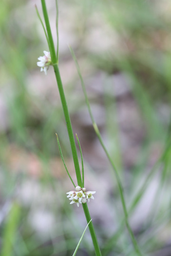 Vincetoxicum brachystelmoides