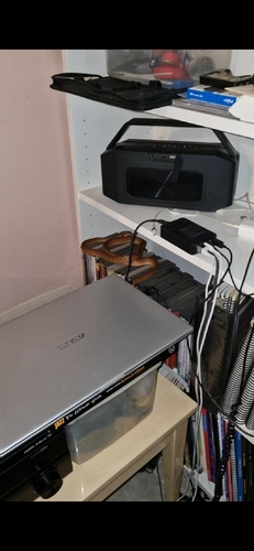 Brown Tree Snake sighting