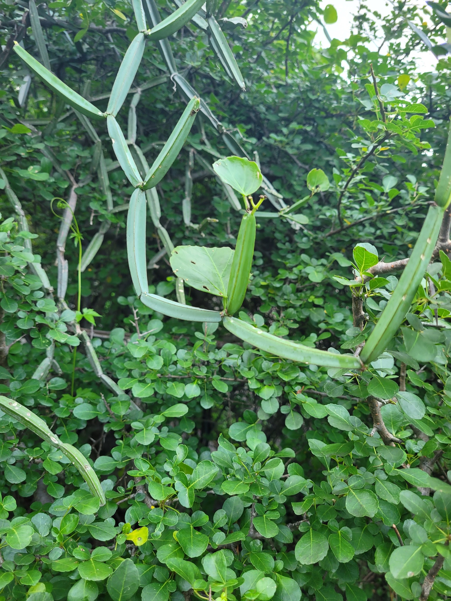 Veldt-Grape (Cissus quadrangularis)
