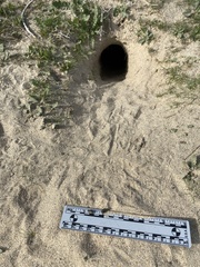 Dipodomys deserti