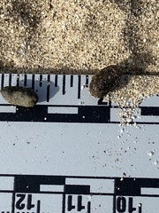 Dipodomys deserti