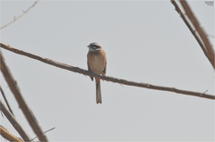 Emberiza cioides