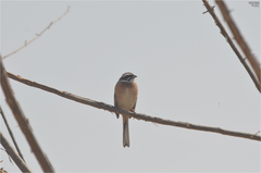 Emberiza cioides